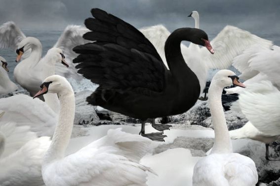 Resenha: ‘A Lógica do Cisne Negro’, de Nassim Taleb
