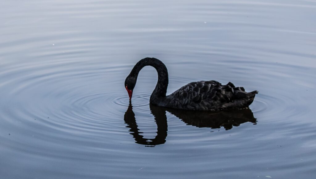 um cisne negro no lago